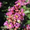 PURPLE COW™ CRAPEMYRTLE 2 PURPLE COW™ CRAPEMYRTLE -NatureScape Shop DETA 3062