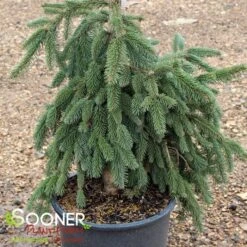 WEEPING NORWAY SPRUCE 7 WEEPING NORWAY SPRUCE -NatureScape Shop DETA 3067