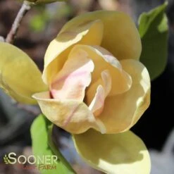 SUNSATION MAGNOLIA -NatureScape Shop DETA 3121