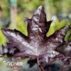 ROYAL RED NORWAY MAPLE 1 ROYAL RED NORWAY MAPLE -NatureScape Shop DETA 3144