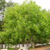 OHIO BUCKEYE -NatureScape Shop DETA 3145