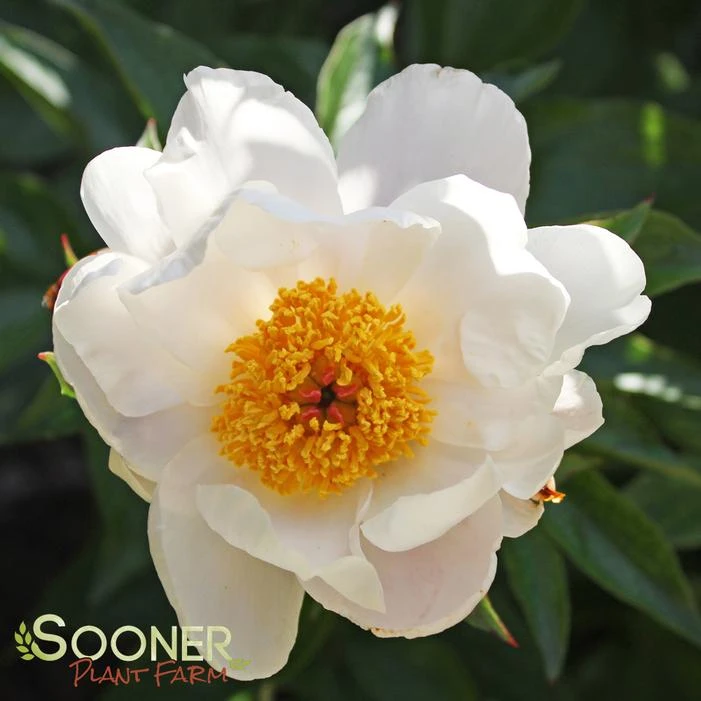 JAPANESE STEWARTIA 3 JAPANESE STEWARTIA - Image 2