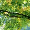 KATSURA TREE -NatureScape Shop DETA 3176