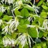 JAZZ HANDS WHITE® LOROPETALUM 1 JAZZ HANDS WHITE® LOROPETALUM -NatureScape Shop DETA 3181
