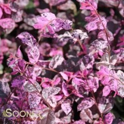 JAZZ HANDS VARIEGATED® LOROPETALUM 8 JAZZ HANDS VARIEGATED® LOROPETALUM -NatureScape Shop DETA 3183