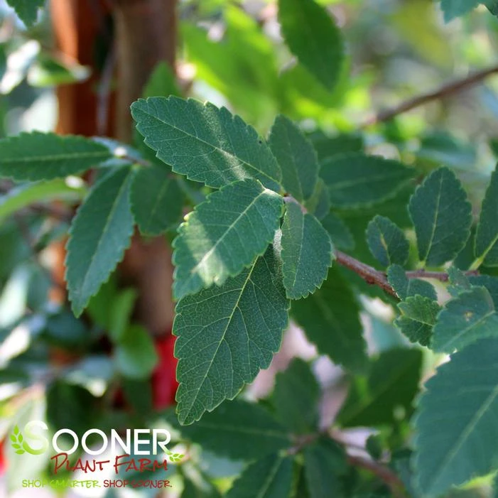 ALLEE ELM 3 ALLEE ELM