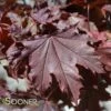 CRIMSON SENTRY NORWAY MAPLE 1 CRIMSON SENTRY NORWAY MAPLE -NatureScape Shop DETA 3205