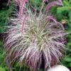 CHERRY SPARKLER FOUNTAIN GRASS -NatureScape Shop DETA 3222