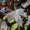 CRIMSON SUNSET® MAPLE -NatureScape Shop DETA 3234