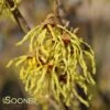 ARNOLD'S PROMISE WITCH HAZEL 2 ARNOLD'S PROMISE WITCH HAZEL -NatureScape Shop DETA 3235