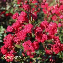 RUFFLED RED MAGIC™ CRAPEMYRTLE -NatureScape Shop DETA 3239