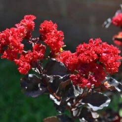EBONY FLAME CRAPEMYRTLE 5 EBONY FLAME CRAPEMYRTLE -NatureScape Shop DETA 3276