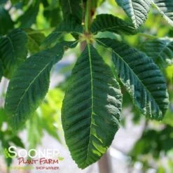 BRIOTII RED HORSE CHESTNUT 6 BRIOTII RED HORSE CHESTNUT -NatureScape Shop DETA 3300