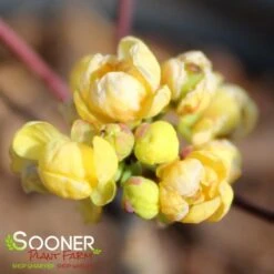 CREEPING MAHONIA -NatureScape Shop DETA 3306