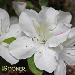 AUTUMN LILY® ENCORE® AZALEA -NatureScape Shop DETA 3308