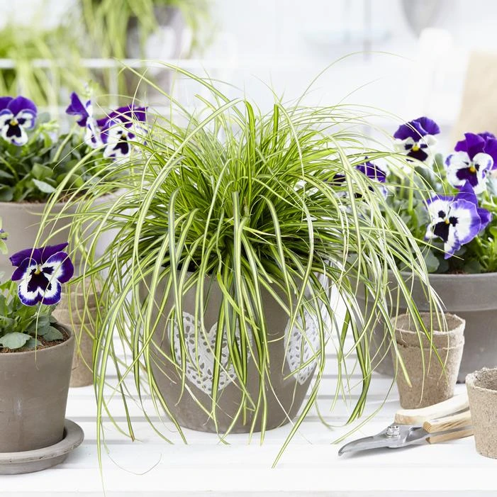 EVERSHEEN SEDGE 3 EVERSHEEN SEDGE