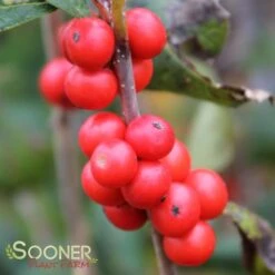 LITTLE GOBLIN® ORANGE WINTERBERRY HOLLY -NatureScape Shop DETA 3356
