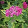 DOUBLE PLAY® PAINTED LADY® SPIRAEA 1 DOUBLE PLAY® PAINTED LADY® SPIRAEA -NatureScape Shop DETA 3365
