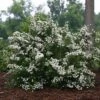 WEDDING CAKE® SPIRAEA -NatureScape Shop DETA 3366