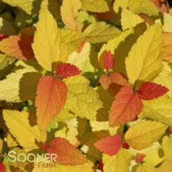 DOUBLE PLAY® CANDY CORN® SPIRAEA -NatureScape Shop DETA 3367