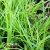EVERLIME SEDGE -NatureScape Shop DETA 3372