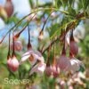 MARLEY'S PINK® WEEPING JAPANESE SNOWBELL 2 MARLEY'S PINK® WEEPING JAPANESE SNOWBELL -NatureScape Shop DETA 3379