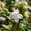 RADIANCE ABELIA 2 RADIANCE ABELIA -NatureScape Shop DETA 3380