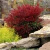 ALL-A-GLOW™ DWARF NANDINA -NatureScape Shop DETA 3393