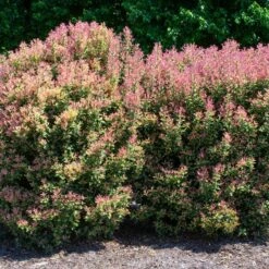 PARTY LIGHTS™ OSMANTHUS -NatureScape Shop DETA 3394