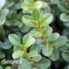 SPRINTER® BOXWOOD -NatureScape Shop DETA 3424