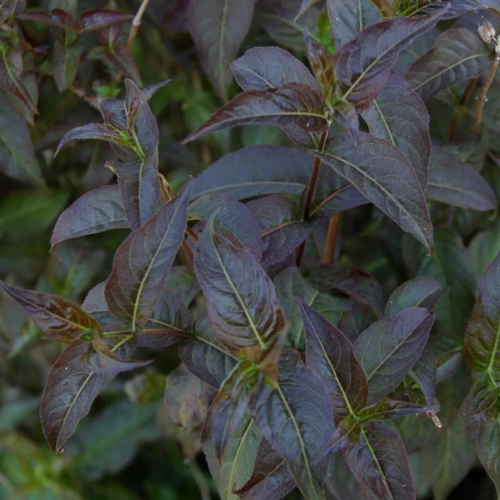 KODIAK® BLACK BUSH HONEYSUCKLE 3 KODIAK® BLACK BUSH HONEYSUCKLE