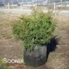 CELTIC PRIDE® SIBERIAN CYPRESS 1 CELTIC PRIDE® SIBERIAN CYPRESS -NatureScape Shop DETA 3444