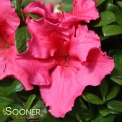 BLOOM-A-THON® HOT PINK AZALEA -NatureScape Shop DETA 3448