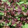 DOUBLE PLAY® RED SPIRAEA 2 DOUBLE PLAY® RED SPIRAEA -NatureScape Shop DETA 3452