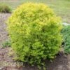 SUNSHINE LIGUSTRUM 2 SUNSHINE LIGUSTRUM -NatureScape Shop DETA 3560