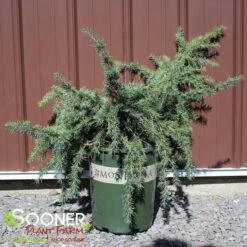 FEELIN' BLUE WEEPING DEODAR CEDAR 5 FEELIN' BLUE WEEPING DEODAR CEDAR -NatureScape Shop DETA 3602