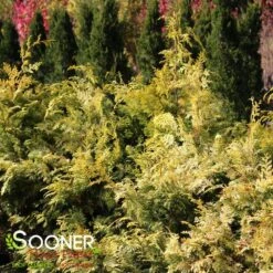 RAY OF LIGHT™ FALSE CYPRESS 11 RAY OF LIGHT™ FALSE CYPRESS -NatureScape Shop DETA 3618