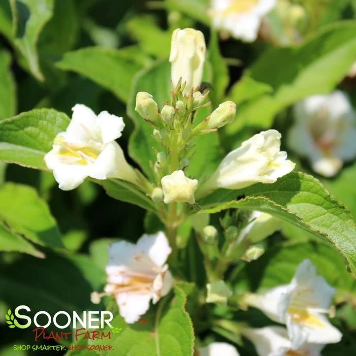 CZECHMARK SUNNY SIDE UP® WEIGELA 3 CZECHMARK SUNNY SIDE UP® WEIGELA