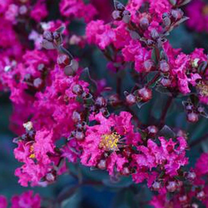 BLACK DIAMOND® MYSTIC MAGENTA CRAPEMYRTLE 4 BLACK DIAMOND® MYSTIC MAGENTA CRAPEMYRTLE - Image 2