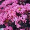 BLACK DIAMOND® SHELL PINK CRAPEMYRTLE 1 BLACK DIAMOND® SHELL PINK CRAPEMYRTLE -NatureScape Shop DETA 3714