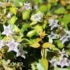 FUNSHINE® ABELIA -NatureScape Shop DETA 3730