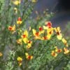 SISTER DISCO® SCOTCH BROOM 2 SISTER DISCO® SCOTCH BROOM -NatureScape Shop DETA 3733