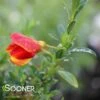 SISTER REDHEAD® SCOTCH BROOM -NatureScape Shop DETA 3734