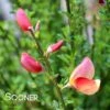 SISTER ROSIE® SCOTCH BROOM 1 SISTER ROSIE® SCOTCH BROOM -NatureScape Shop DETA 3735