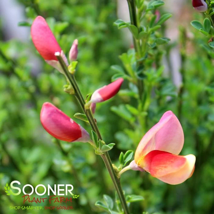 SISTER ROSIE® SCOTCH BROOM 3 SISTER ROSIE® SCOTCH BROOM