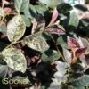 JAZZ HANDS NIGHT MOVES® LOROPETALUM -NatureScape Shop DETA 3742