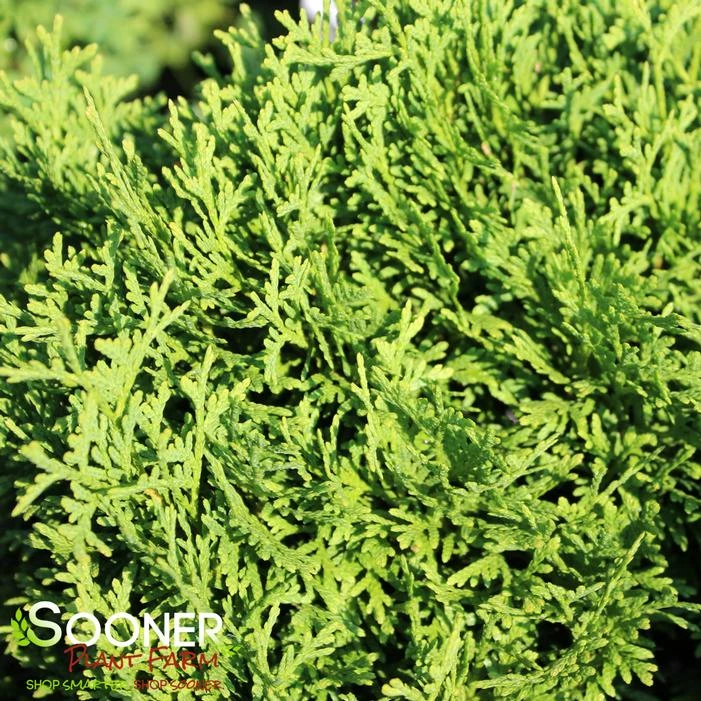 TATER TOT® ARBORVITAE 4 TATER TOT® ARBORVITAE - Image 2