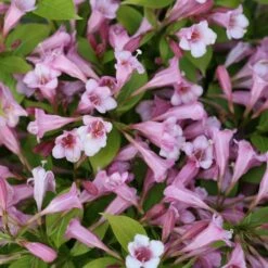 SNIPPET LIME® WEIGELA 7 SNIPPET LIME® WEIGELA -NatureScape Shop DETA 3754