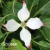 BIG APPLE KOUSA DOGWOOD -NatureScape Shop DETA 3755