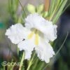 HOPE WHITE DESERT WILLOW -NatureScape Shop DETA 3785